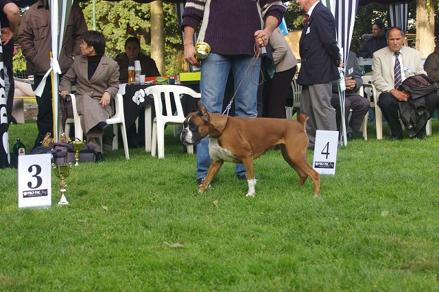 www.boxer-show.eu
