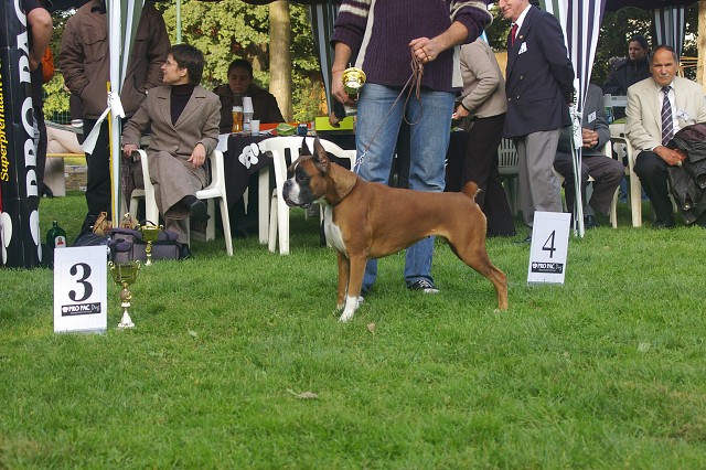 www.boxer-show.eu