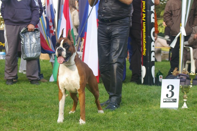 www.boxer-show.eu