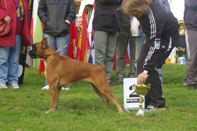 www.boxer-show.eu