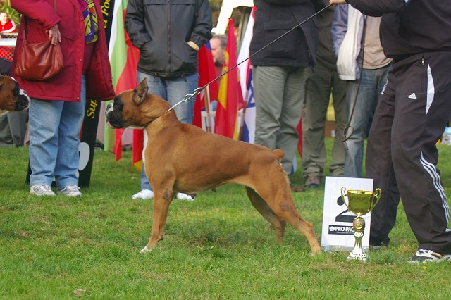 www.boxer-show.eu