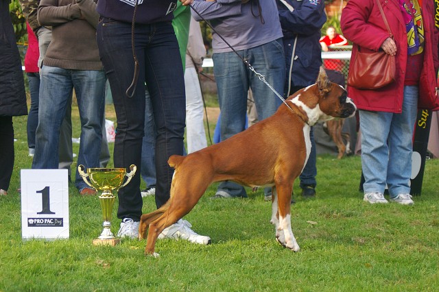 www.boxer-show.eu