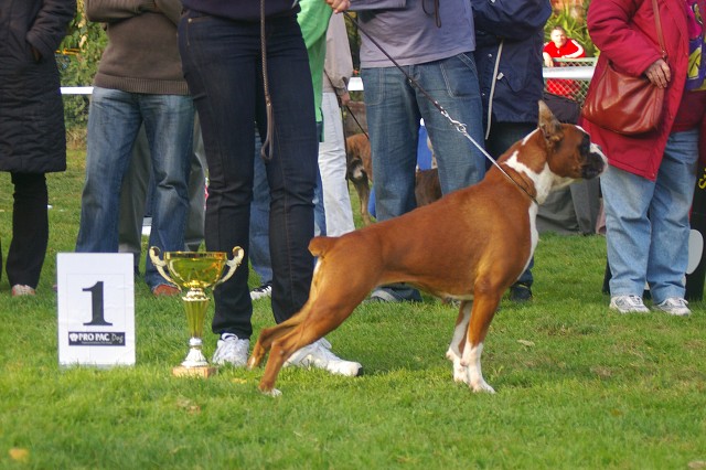 www.boxer-show.eu