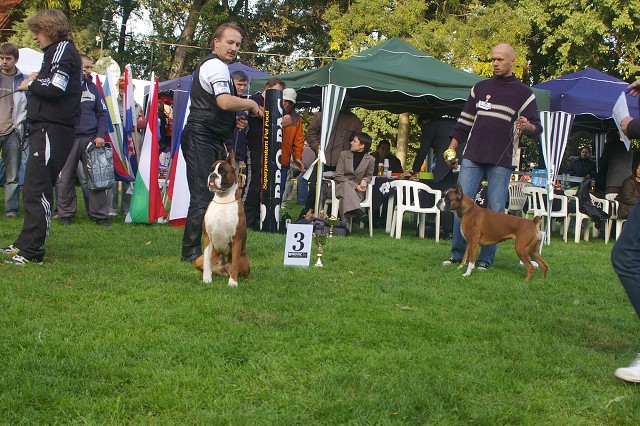 www.boxer-show.eu