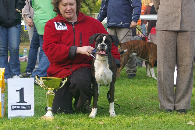 www.boxer-show.eu