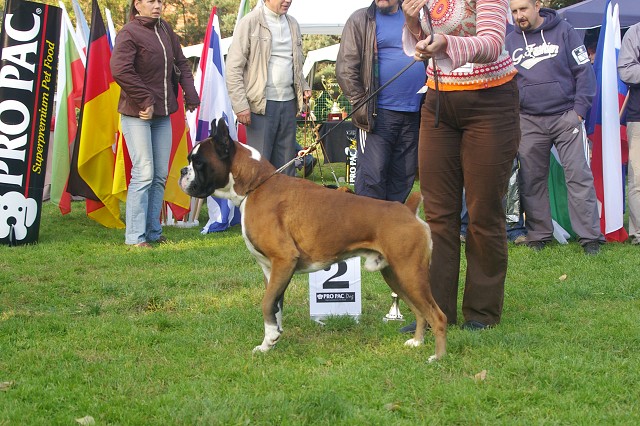www.boxer-show.eu