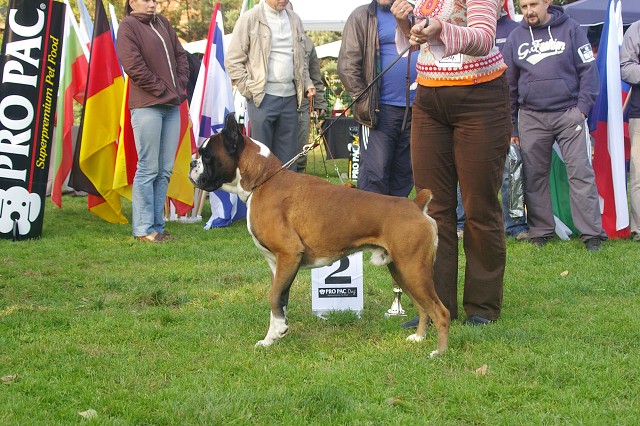 www.boxer-show.eu
