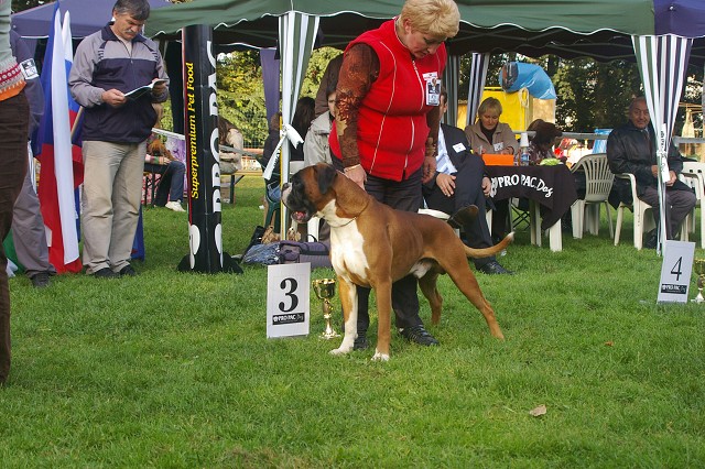 www.boxer-show.eu