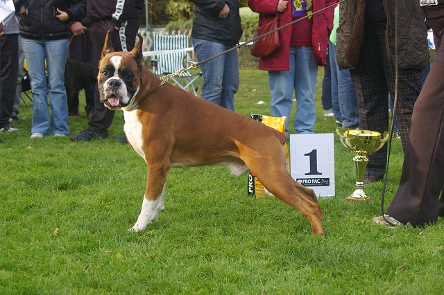 www.boxer-show.eu