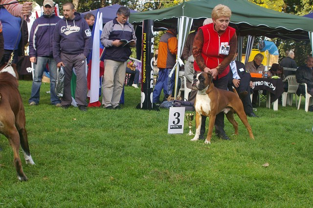 www.boxer-show.eu