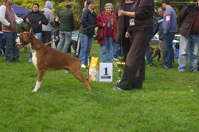 www.boxer-show.eu