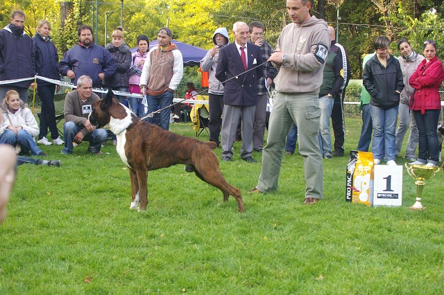 www.boxer-show.eu