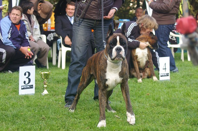 www.boxer-show.eu