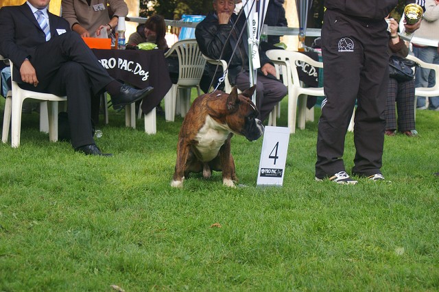 www.boxer-show.eu