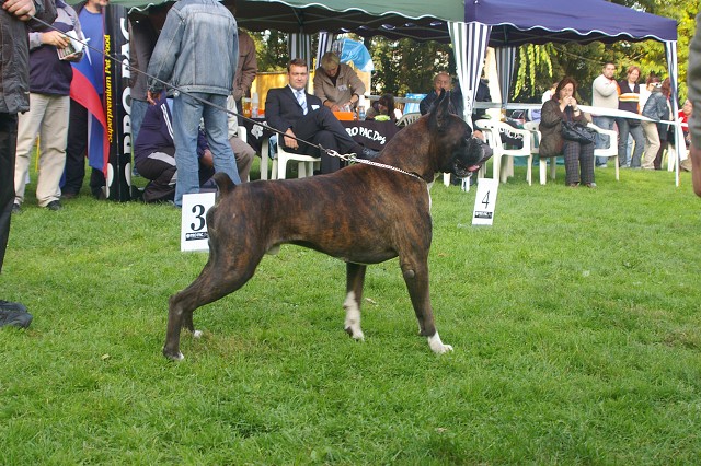 www.boxer-show.eu