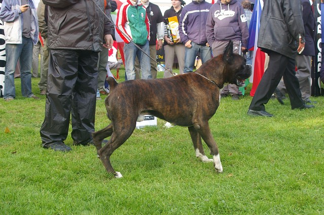 www.boxer-show.eu