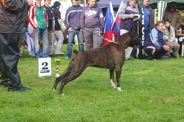 www.boxer-show.eu