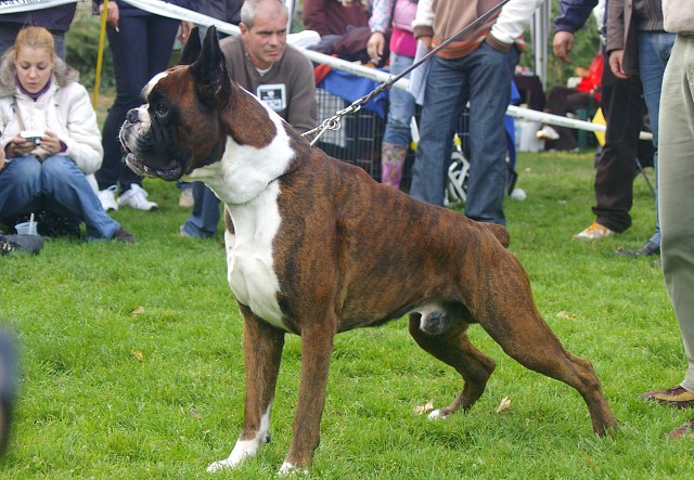 www.boxer-show.eu