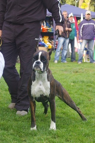 www.boxer-show.eu