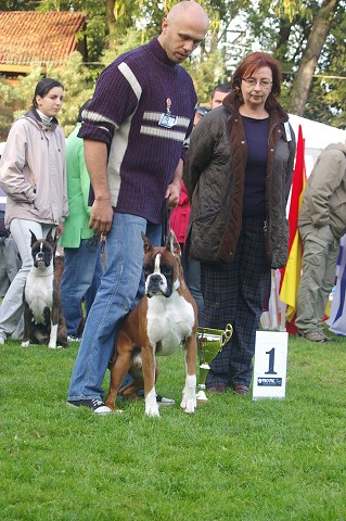 www.boxer-show.eu