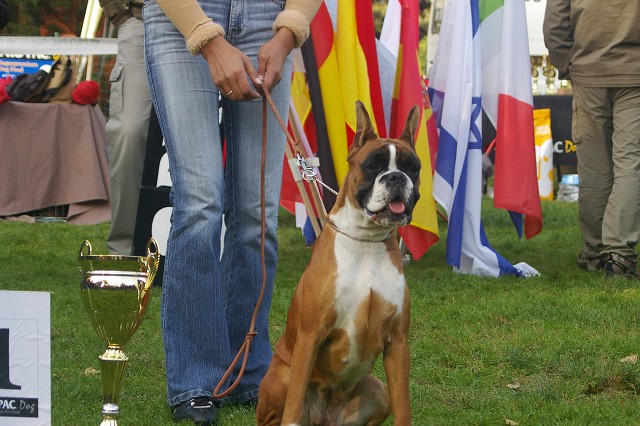 www.boxer-show.eu