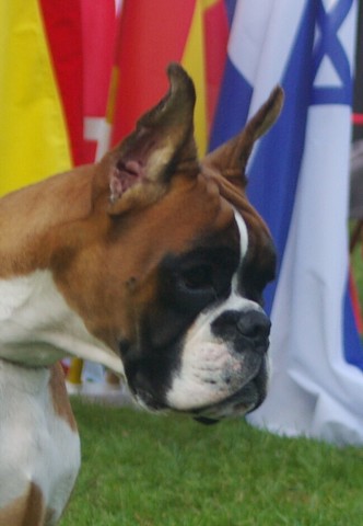 www.boxer-show.eu