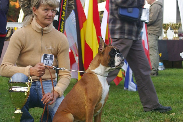 www.boxer-show.eu