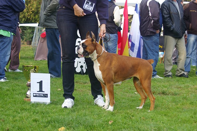 www.boxer-show.eu