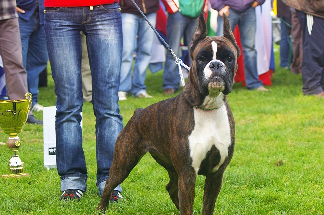 www.boxer-show.eu