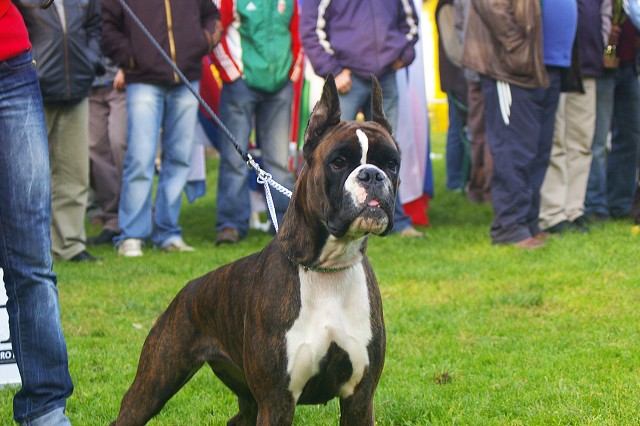 www.boxer-show.eu