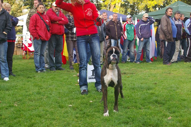 www.boxer-show.eu
