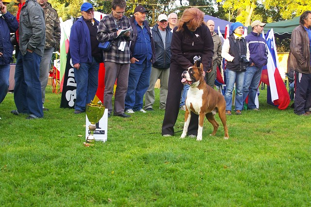 www.boxer-show.eu