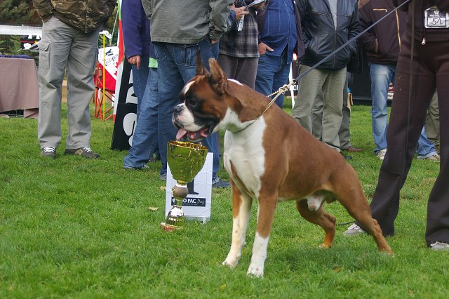 www.boxer-show.eu