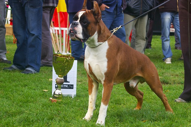 www.boxer-show.eu