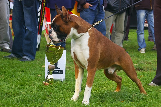 www.boxer-show.eu