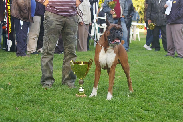 www.boxer-show.eu