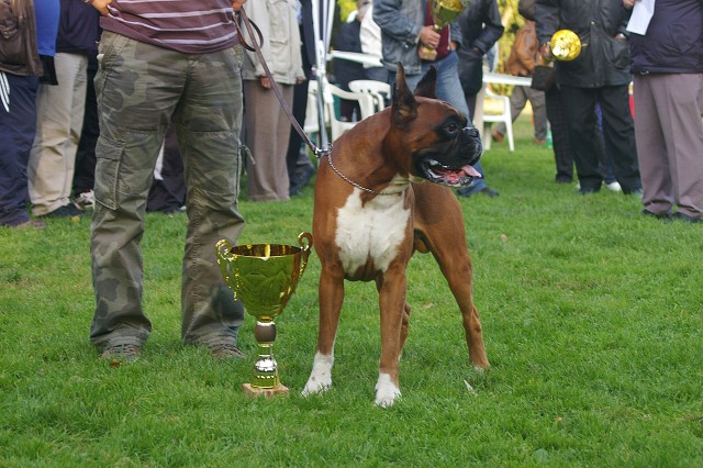 www.boxer-show.eu