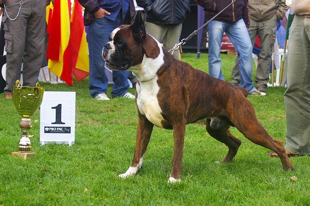 www.boxer-show.eu