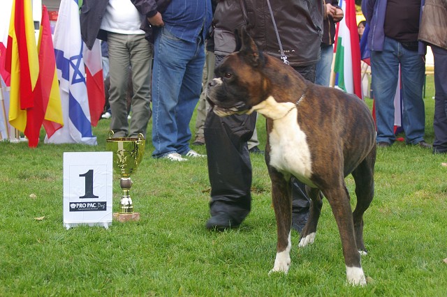 www.boxer-show.eu