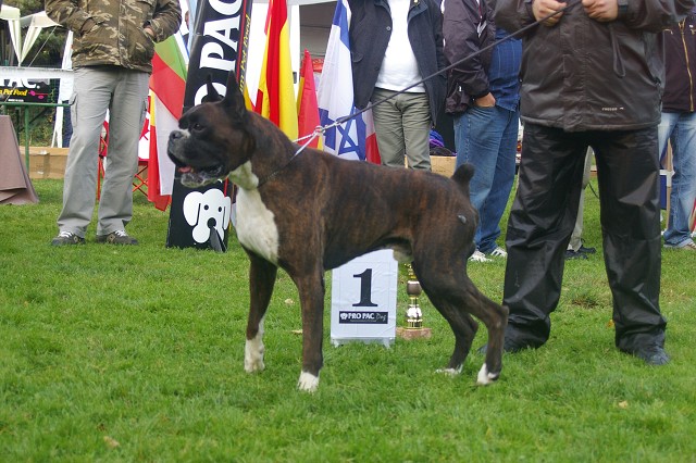 www.boxer-show.eu