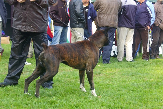 www.boxer-show.eu