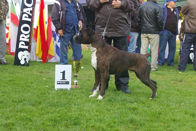 www.boxer-show.eu