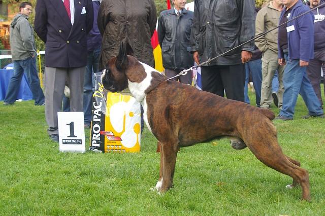 www.boxer-show.eu