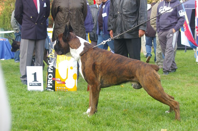 www.boxer-show.eu