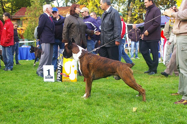 www.boxer-show.eu