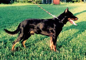 beauceron
