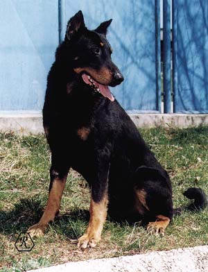 beauceron