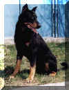 Beauceron