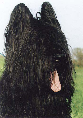 briard