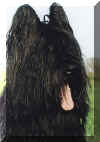 briard1.jpg (44379 bytes)